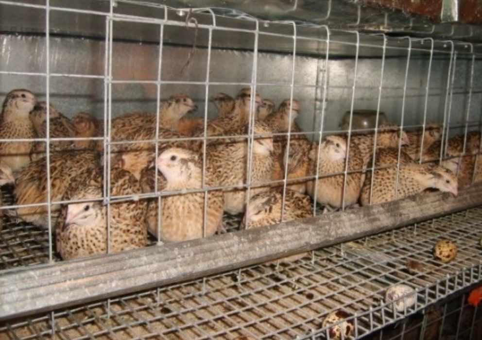 Бизнес Бедана бошламоқчи бўлган бўлса