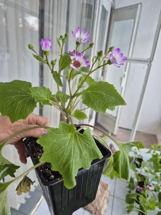 Домашние  цветы.