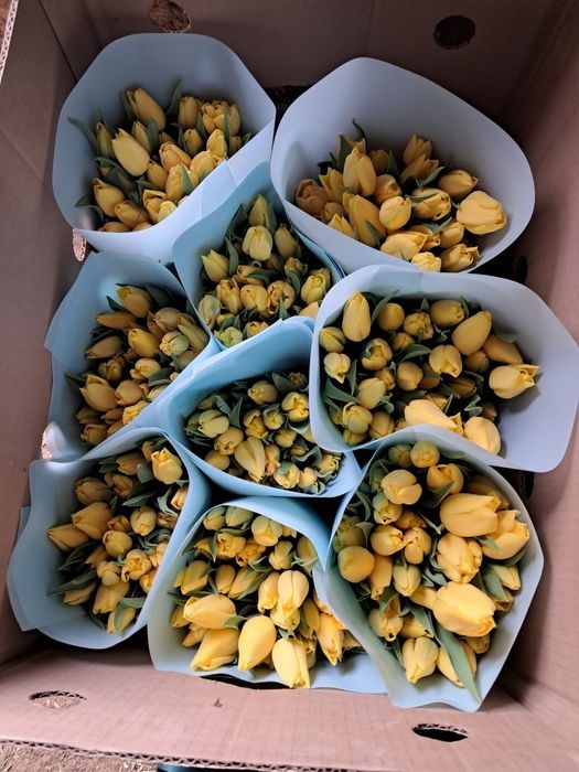 Тюльпан оптом акция