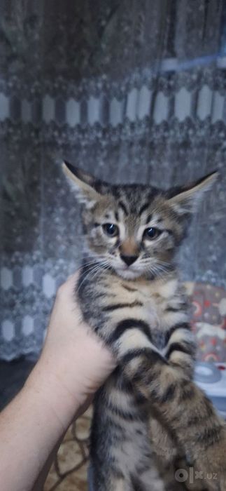 Прадаю котят за 400.$ чисто бенгальские