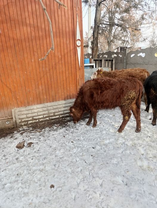 Продам хороших тёлок