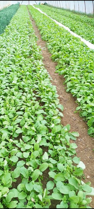 Răsaduri de vânzare