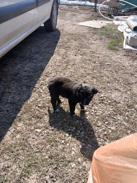 Шенки двух месячные,девочки.