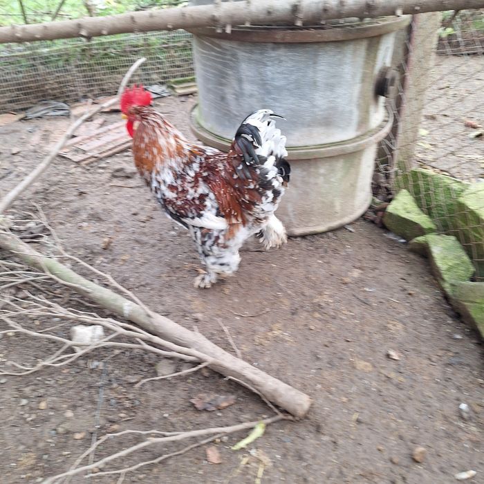 Vând cocos are 8 lluni