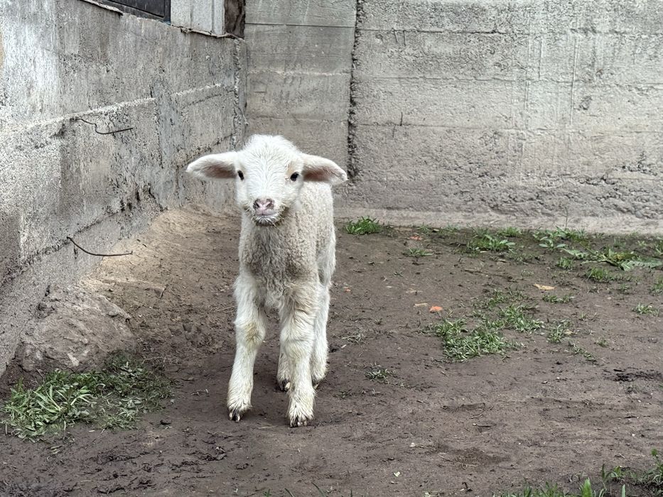 Қозы сатылады срочно