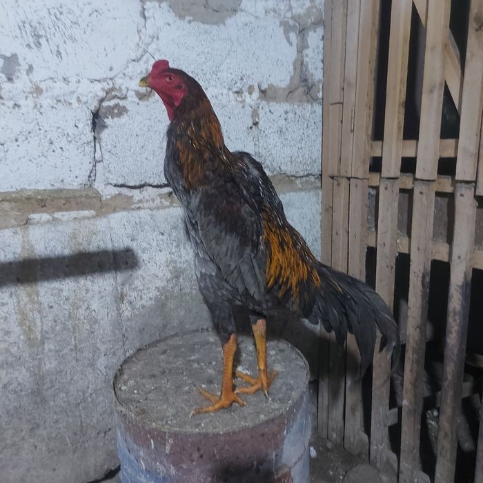 Корейц китай джужа июнски