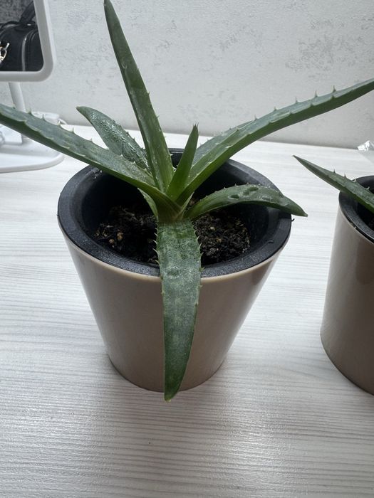 Продам ростения алоэ вера