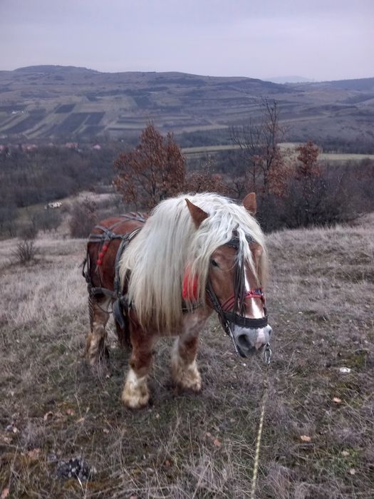 Disponibil armăsar pentru monta