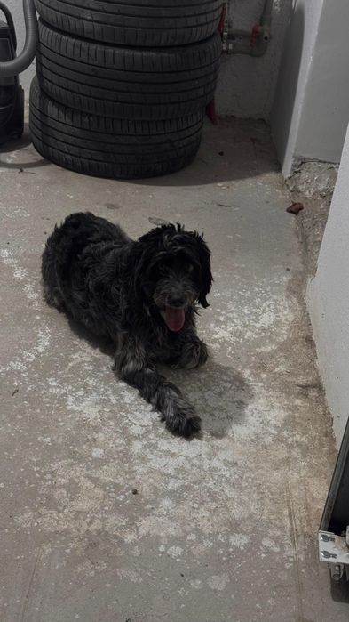 Собака:порода,спаниель.