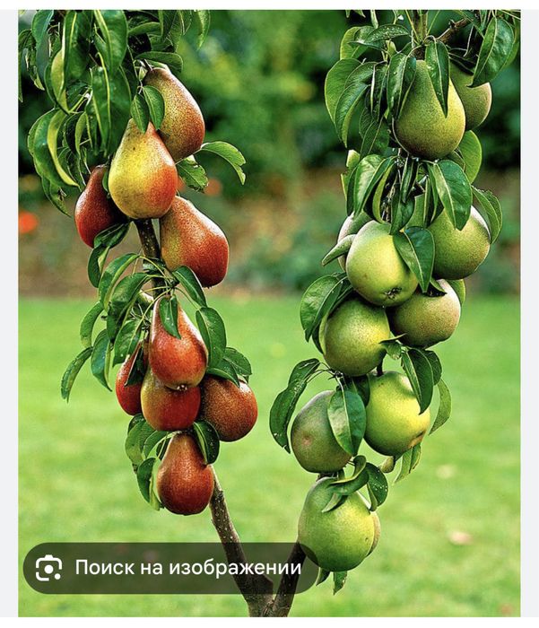делаем обрезка винограда роз и сада.