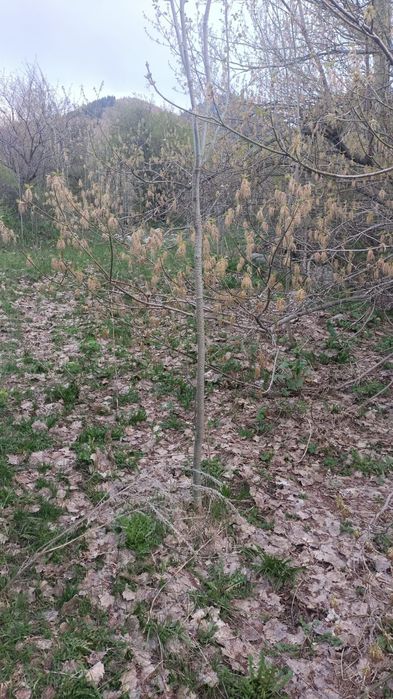 Тополь, озеленение, отростки