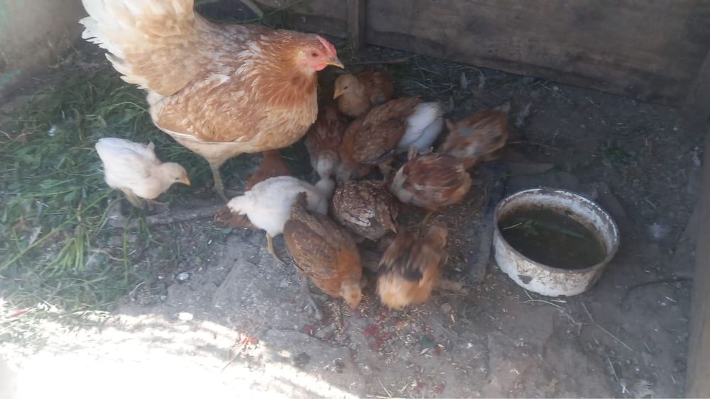 Продам домашних курей