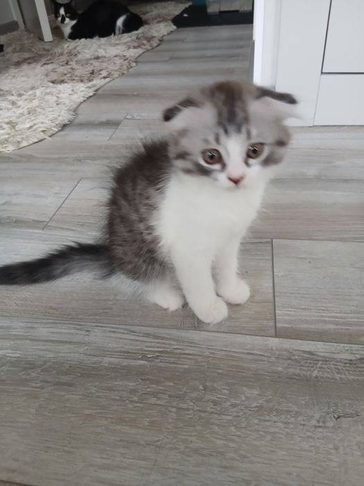 Шотландский вислоухи котенок
