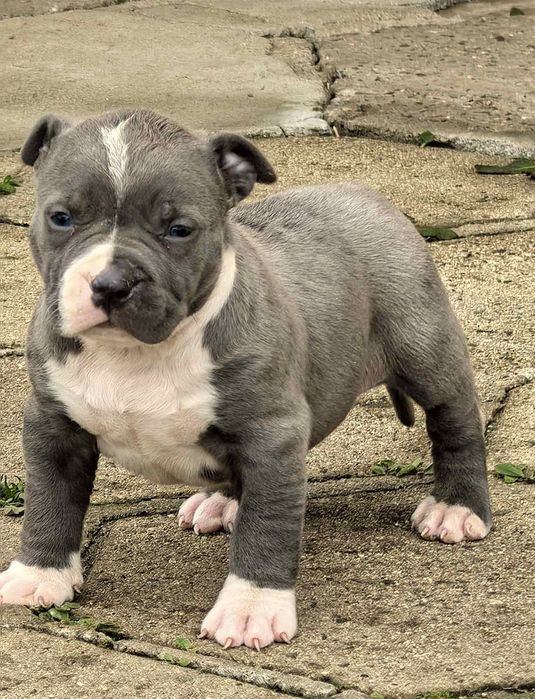 Американско Були ХЛ / American Bully XL  2 момчета и 1 момиче