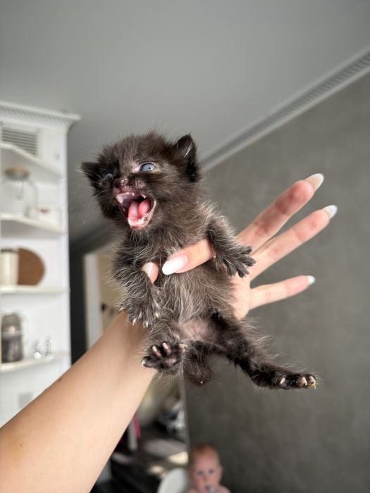 Котенок бесплатно