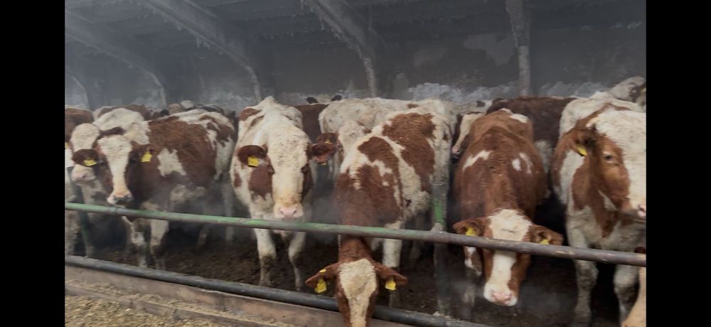 Нетели крастный голштин