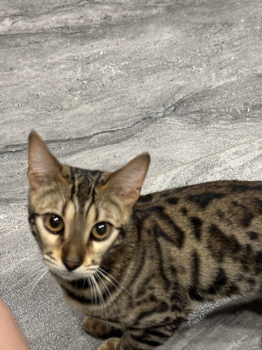 Кошка бенгал ищет кота