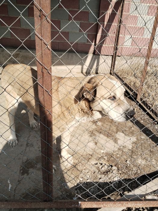 Отдам в хорошие руки.