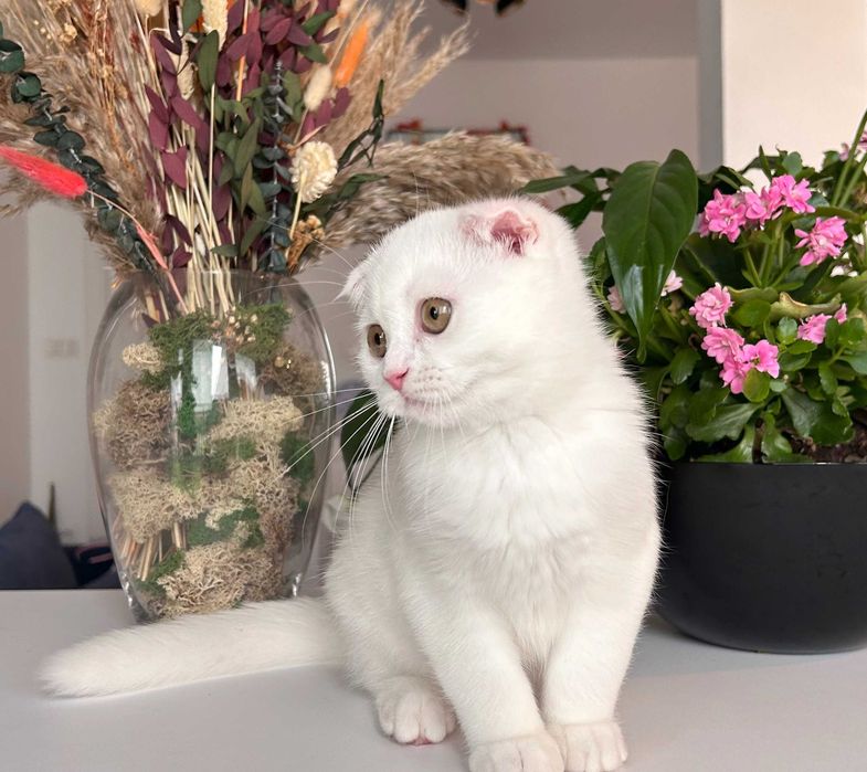 Pisicuță superbă, rasa Scottish Fold, cu Pedigree