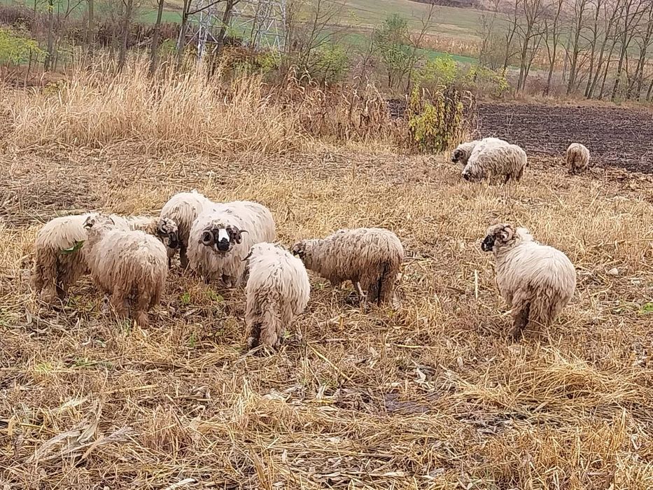 Schimb cu vacă.sau mânză l