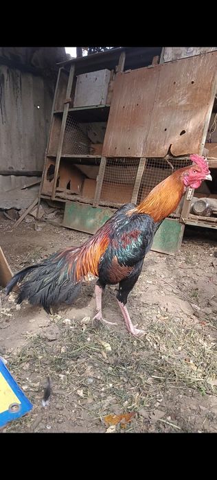 Шолпан петух дакан