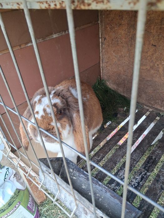 Iepurasi berbec german