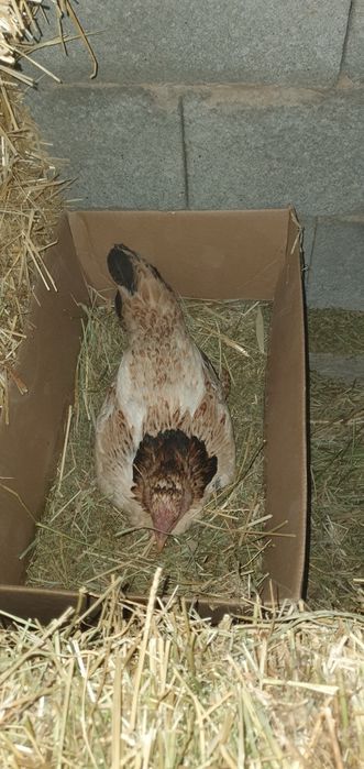 Курык таук сатылади