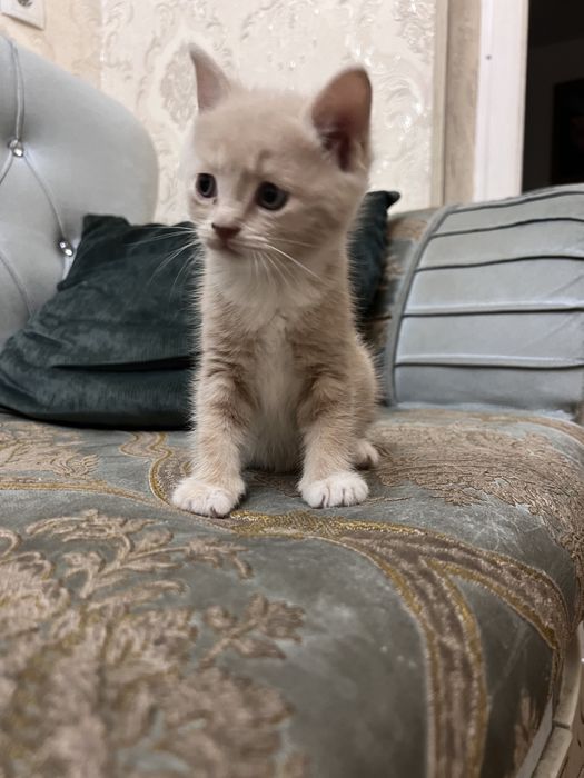 Котятки ищут хозяев