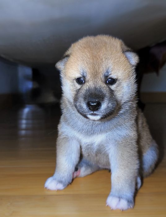 Puiuti de Shiba Inu