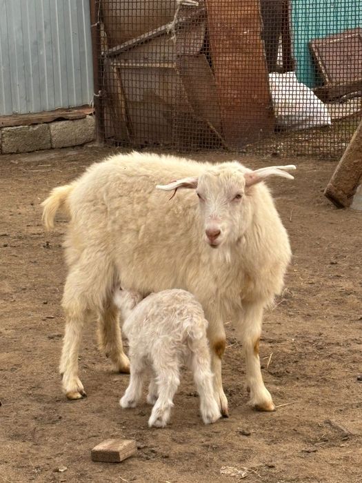 Сауын ешкі сатылады