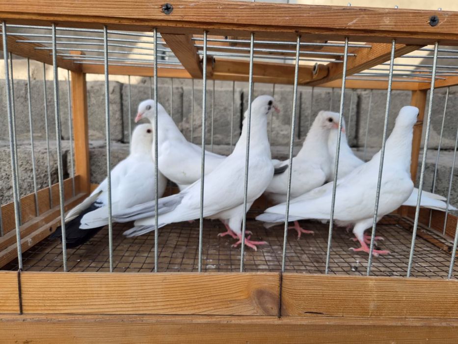 Продам голубей белых