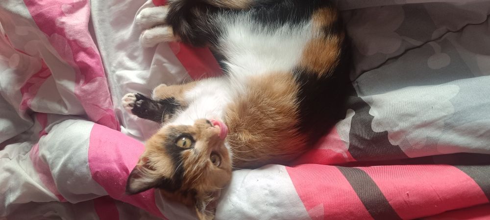 Котенце  Мая на 6 месеца.