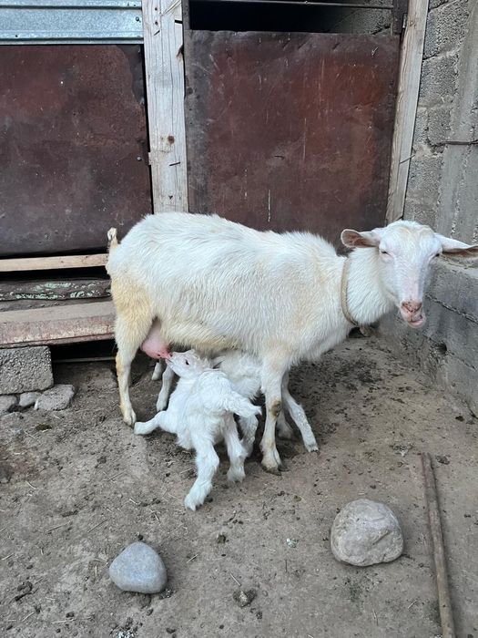 Занен сүтті ешкі сатылады
