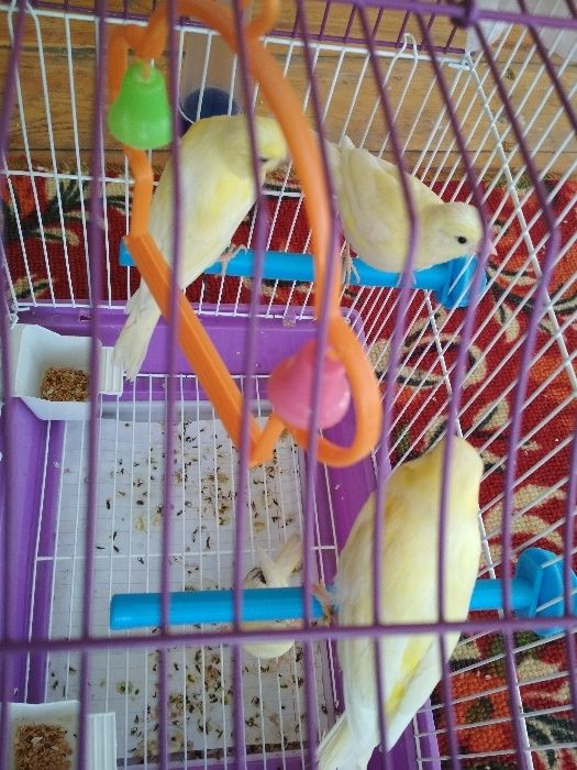 Prodam Kanareyki limonniy. Sayroqi.