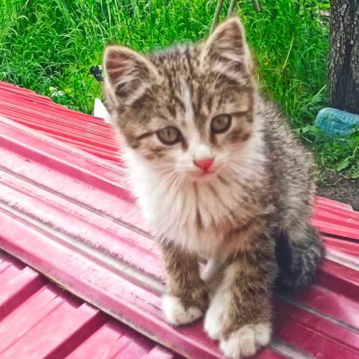 Отдам котят в добрые руки
