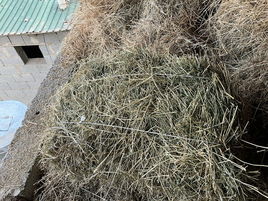 Таза Жоңышқа шөп сатылады