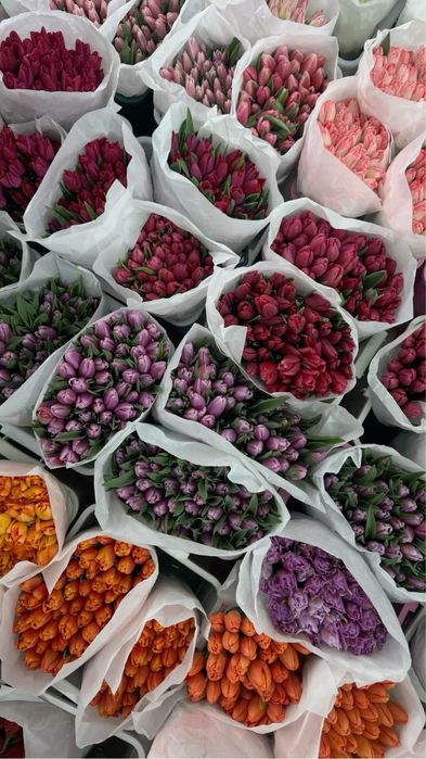 город Семей. Премиальные тюльпаны 600тг •все виды