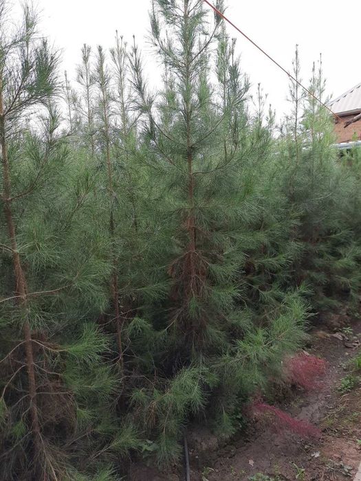 Арчалар сасна ва можжевельник