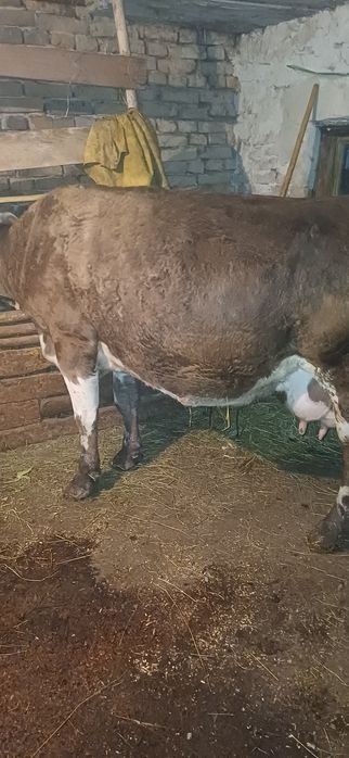 Vand vaca gestanta cu lapte