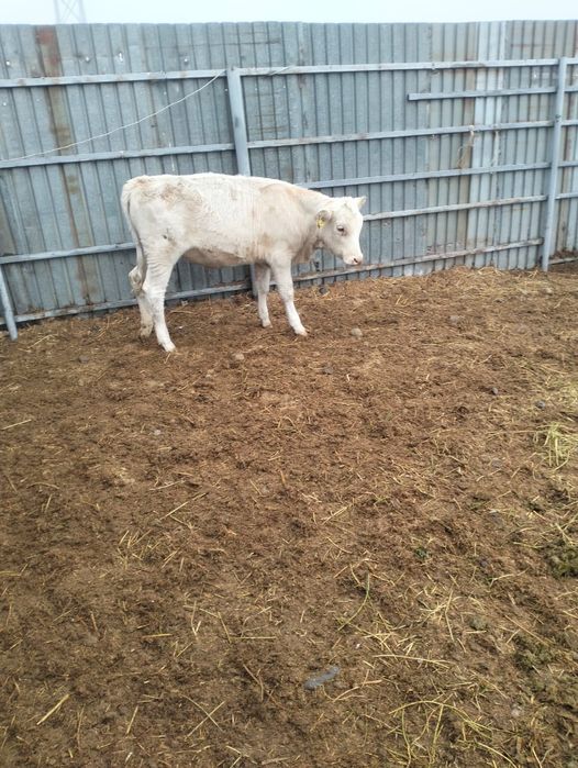 Продам тёлочку когда 1