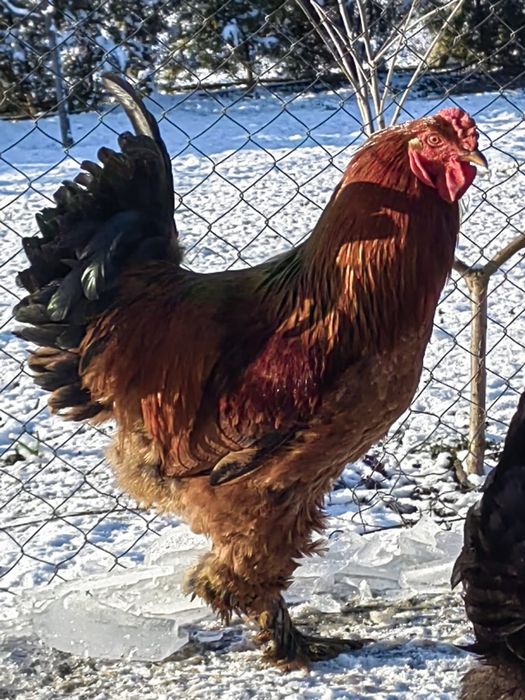 Cocosi australop si brahman