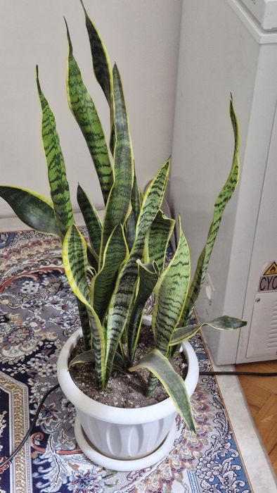 Комнатные цветы продам