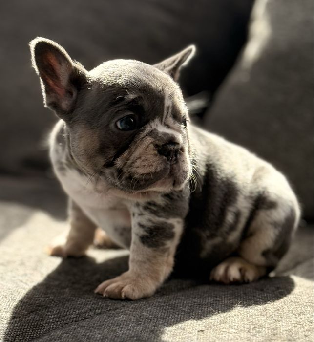 Bulldog Francez pui, femelǎ. Blue and tan merle