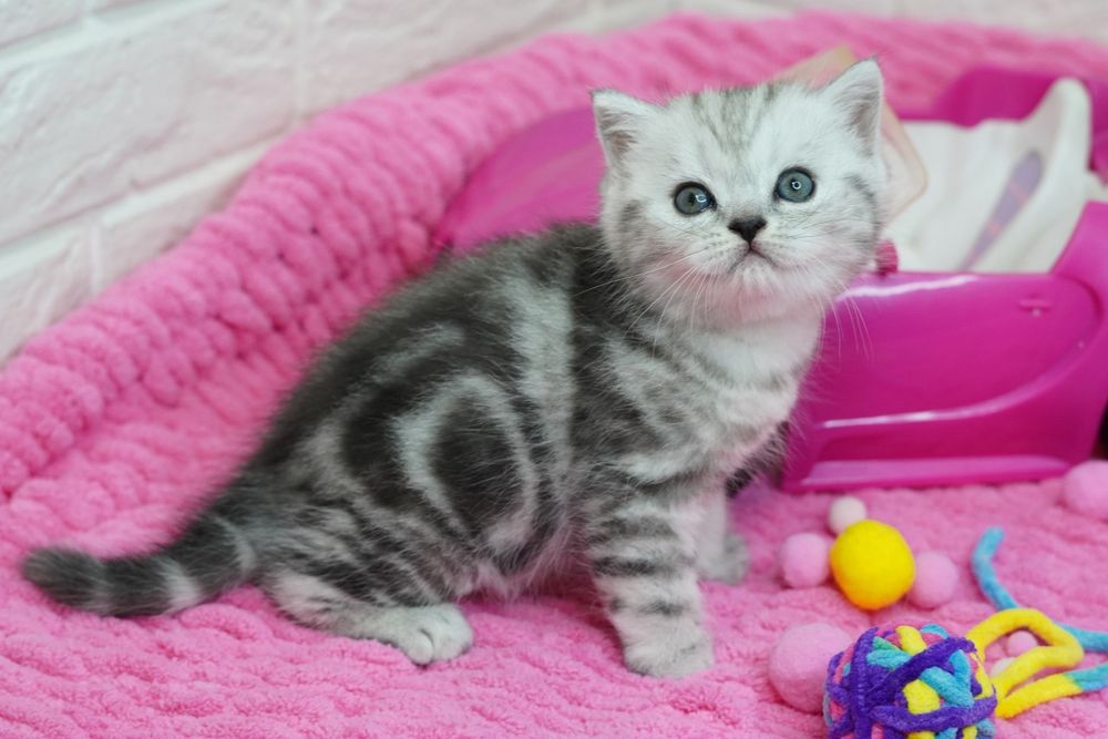 Вислоухие котята