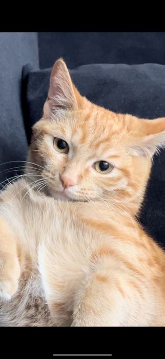 Отдам котенка в хорошие руки