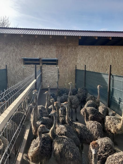 Pui de strut de vanzare