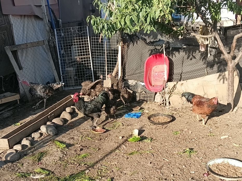 Продам Куры и петухи