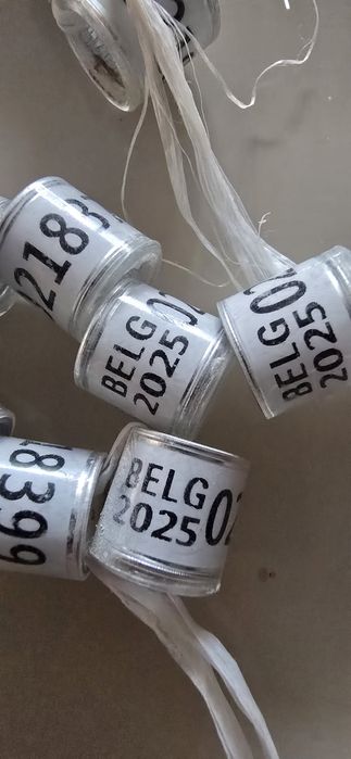 Inele porumbei Belgia 2025