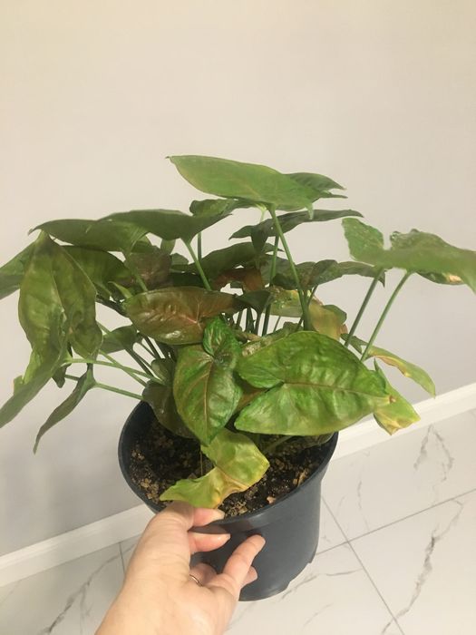 Сингониум комнатное растение