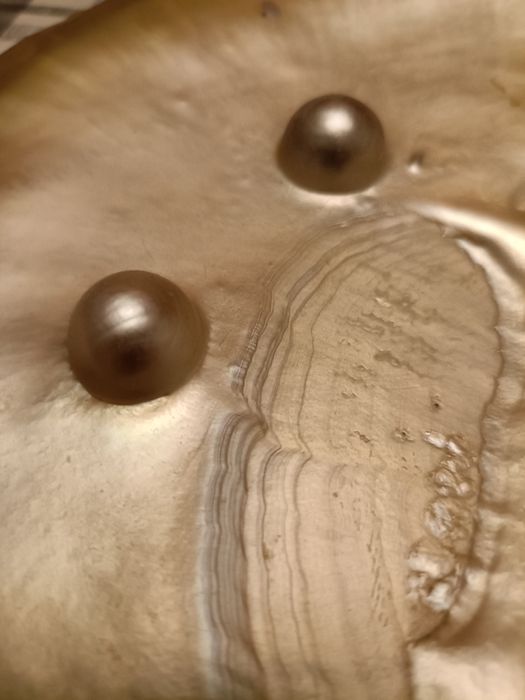 2 scoici cu perle preț 200 ron/ scoică